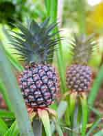 Image result for "leucandra Ananas". Size: 150 x 197. Source: www.nature-and-garden.com