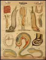 Image result for manteldieren Anatomie. Size: 150 x 197. Source: www.pinterest.com