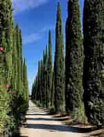 Image result for Cypress Trees. Size: 150 x 197. Source: www.nature-and-garden.com