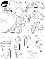 Image result for Pilumnopeus convexus. Size: 150 x 198. Source: www.researchgate.net