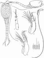 Image result for "campylaspis Verrucosa". Size: 150 x 198. Source: www.researchgate.net