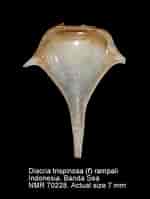 Afbeeldingsresultaten voor "diacria Trispinosa". Grootte: 150 x 199. Bron: www.marinespecies.org