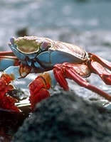 Image result for Arthropods. Size: 156 x 200. Source: www.coolgalapagos.com