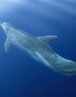 Image result for cetacea. Size: 157 x 195. Source: www.blue-world.org