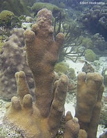 Afbeeldingsresultaten voor dendrogyra cylindrus. Grootte: 155 x 200. Bron: www.edgeofexistence.org