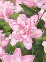 Image result for "lilyopsis Rosea". Size: 150 x 200. Source: nzbulbs.co.nz