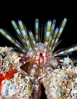 Afbeeldingsresultaten voor echinothrix calamaris. Grootte: 157 x 200. Bron: www.pinterest.com