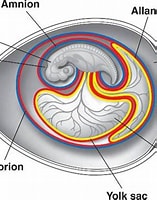 Risultato immagine per amniota. Dimensioni: 157 x 200. Fonte: schematron.org