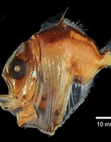 Image result for sternoptychidae. Size: 156 x 200. Source: fishesofaustralia.net.au