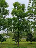 Afbeeldingsresultaten voor Zwarte walnootboom. Grootte: 150 x 200. Bron: www.brienissen.nl