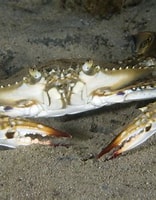 Afbeeldingsresultaten voor portunus pelagicus. Grootte: 156 x 200. Bron: reeflifesurvey.com