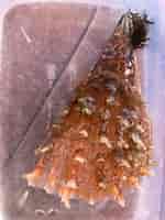 Image result for Pinna carnea Geslacht. Size: 150 x 200. Source: www.reddit.com
