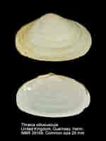 Image result for "thracia Villosiuscula". Size: 150 x 200. Source: www.marinespecies.org