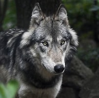 Image result for Wolf. Size: 202 x 200. Source: phys.org