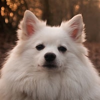 Bilderesultat for spisshunder. Størrelse: 200 x 200. Kilde: dogs.pedigreeonline.com