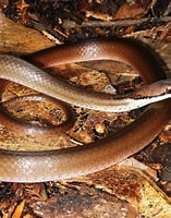 Image result for colubridae family. Size: 157 x 200. Source: novataxa.blogspot.com