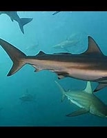 Afbeeldingsresultaten voor "Carcharhinus brachyurus". Grootte: 155 x 200. Bron: www.youtube.com