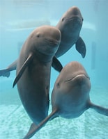 Image result for indo-pacific finless porpoise. Size: 155 x 200. Source: focusingonwildlife.com