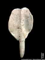 Afbeeldingsresultaten voor Teredora malleolus Stam. Grootte: 150 x 200. Bron: naturalhistory.museumwales.ac.uk