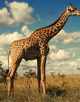 Image result for giraffe. Size: 157 x 200. Source: animalnamesandpictures.blogspot.com