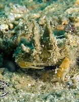 Image result for dorippe frascone. Size: 155 x 200. Source: www.chaloklum-diving.com