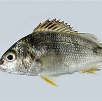 Afbeeldingsresultaten voor pomadasys. Grootte: 202 x 200. Bron: fishesofaustralia.net.au