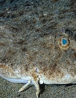 Image result for "Squatina aculeata". Size: 156 x 200. Source: www.iucnssg.org