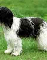 Image result for schapendoes. Size: 157 x 200. Source: www.101dogbreeds.com