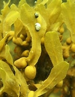 Afbeeldingsresultaten voor "phaeophyta". Grootte: 156 x 200. Bron: www.marinefinland.fi
