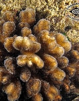 Image result for pocilloporidae. Size: 157 x 200. Source: www.chaloklum-diving.com