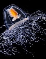 Image result for turritopsis. Size: 157 x 200. Source: knowledgenuts.com