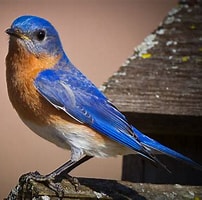 Image result for Eastern bluebird. Size: 202 x 200. Source: feathertailedstories.blogspot.com