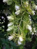 Image result for "stylodictya Aculeata". Size: 150 x 200. Source: www.plantsystematics.org