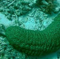 Image result for zeekomkommers. Size: 202 x 200. Source: www.greatbarrierreefs.com.au