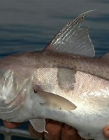 Image result for haddock. Size: 156 x 200. Source: www.talkseafishing.co.uk