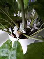 Image result for Calathea Bloom. Size: 150 x 200. Source: www.reddit.com