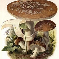 Image result for Panteramaniet. Size: 200 x 200. Source: www.mushroomthejournal.com