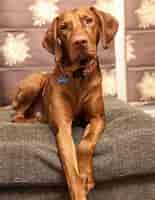 Image result for vizsla. Size: 155 x 200. Source: buzzsharer.com