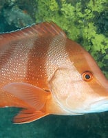 Image result for lutjanus sebae. Size: 157 x 200. Source: fishesofaustralia.net.au