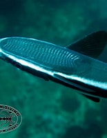 Afbeeldingsresultaten voor Echeneis. Grootte: 155 x 200. Bron: www.chaloklum-diving.com
