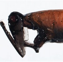 Image result for "malacosteus niger". Size: 202 x 200. Source: fishesofaustralia.net.au