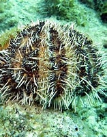 Image result for tripneustes ventricosus. Size: 157 x 200. Source: www.marinespecies.org