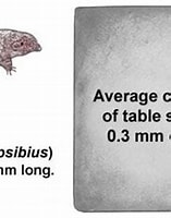Afbeeldingsresultaten voor what are tardigrades predators. Grootte: 157 x 174. Bron: www.pinterest.com