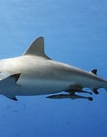 Image result for carcharhinus limbatus. Size: 157 x 187. Source: fishgame.com