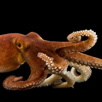 Afbeeldingsresultaten voor common octopus. Grootte: 200 x 200. Bron: www.nationalgeographic.com