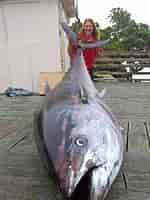 Afbeeldingsresultaten voor Grootste tonijn. Grootte: 150 x 200. Bron: www.petethomasoutdoors.com
