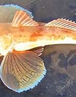 Afbeeldingsresultaten voor tub gurnard. Grootte: 157 x 181. Bron: lymefishing.org.uk