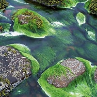 緑藻 に対する画像結果.サイズ: 200 x 200。ソース: fineartamerica.com
