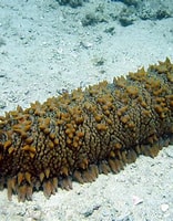 Image result for holothuroidea. Size: 156 x 200. Source: deepoceanfacts.com