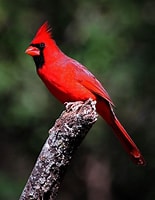 Tamaño de Resultado de imágenes de aves animal.: 155 x 200. Fuente: zanawer.blogspot.com